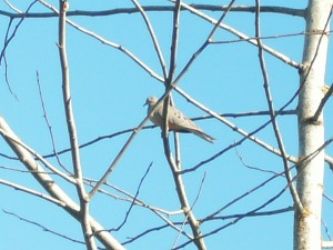 MOurning Dove