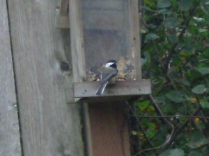 black-capped chickadee at seed feeder