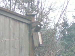 Northern Flicker at seed feeder