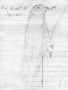 red-breasted sapsucker