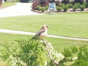 Cedar Waxwing