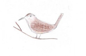 Bewick's Wren