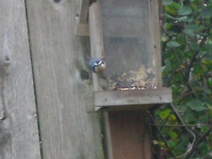 red-breasted nuthatch at seed feeder