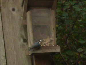 red-breasted nuthatch at seed feeder
