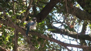 Western Scrub-Jay