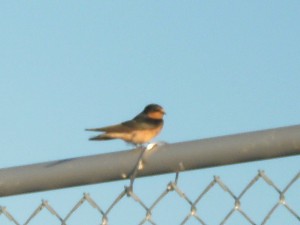 Barn Swallow