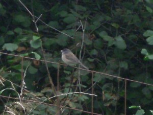 dark-eyed junco