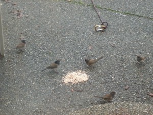 Dark-Eyed Juncos