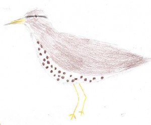 Spotted Sandpiper