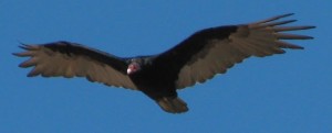 Turkey Vulture 
