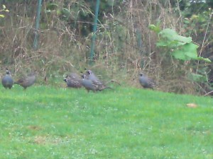 california quail