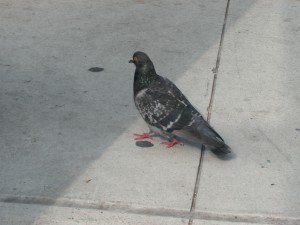 Rock Pigeon