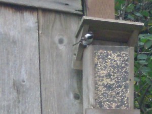 chestnut-backed chickadee