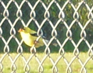 American Goldfinch