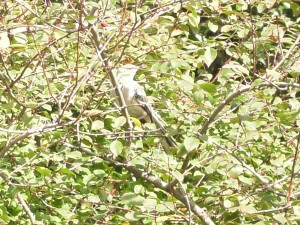 Northern Mockingbird