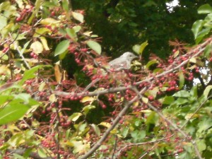 Northern Mockingbird