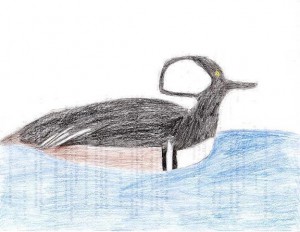 Hooded Merganser