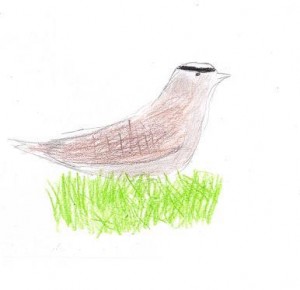 white-crowned sparrow