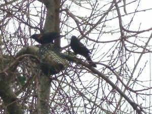 Red-Winged Blackbirds at a suet feeder