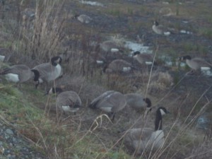 Canada Geese