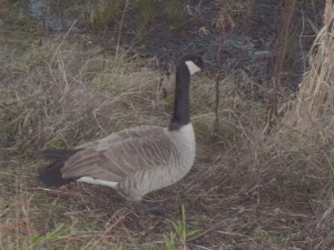Canada Goose