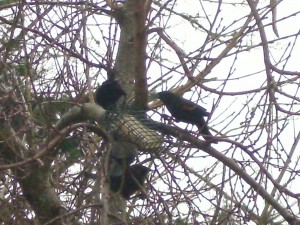 Red-Winged Blackbirds